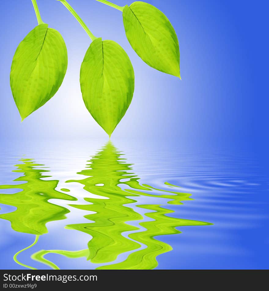 Three hosta leaves reflected over rippled  water and set against a sky blue background with a white central glow. Three hosta leaves reflected over rippled  water and set against a sky blue background with a white central glow.