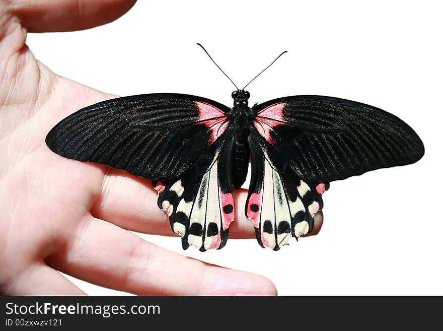 Butterfly on hand - red mormon (papilio rumanzovia)