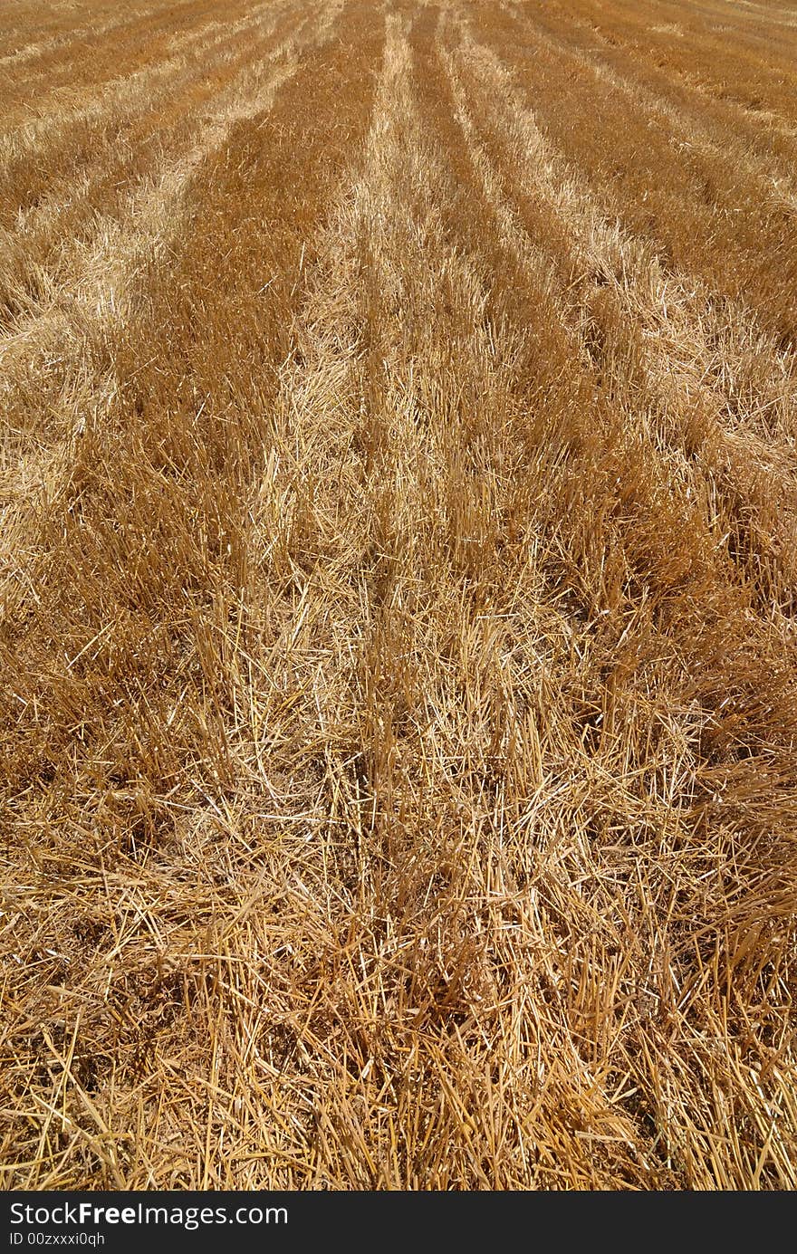 Vertical view of an harvested field in summer. Vertical view of an harvested field in summer