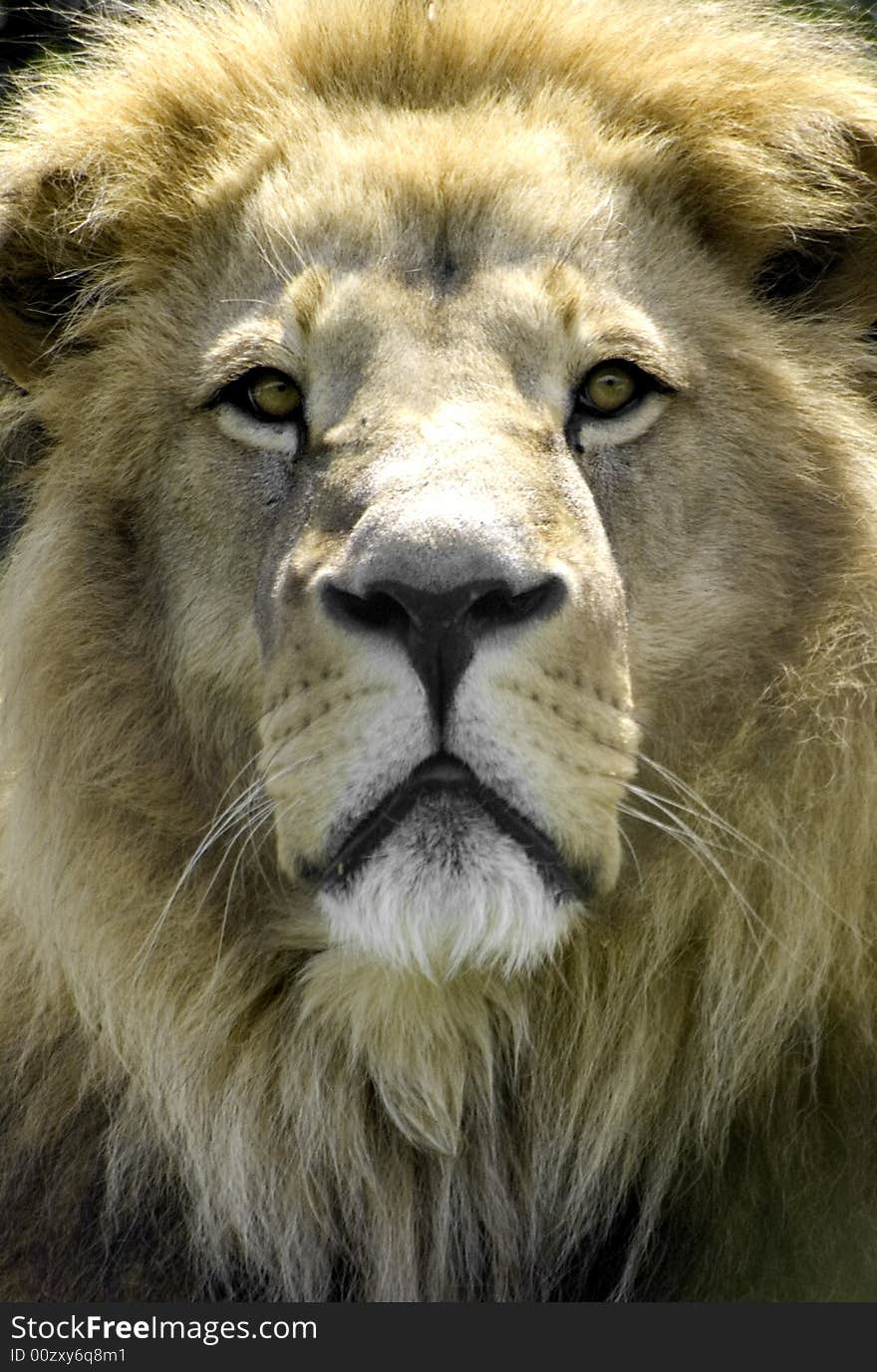 Lion Up Close