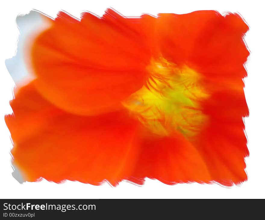 Nasturtium Flower