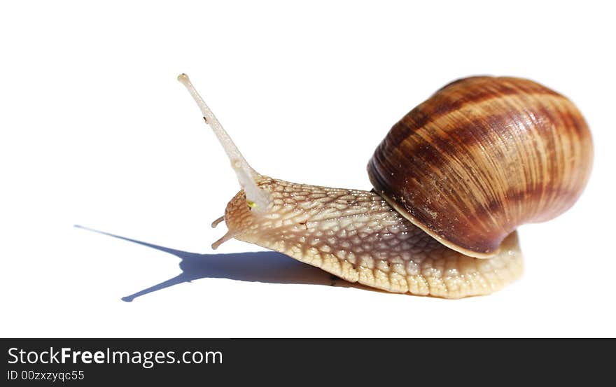 Close-up on a snail isolated on white