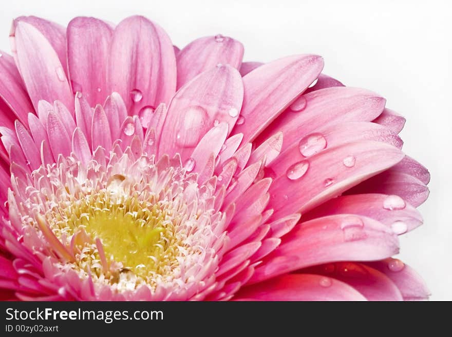 Gerber daisy with droplets