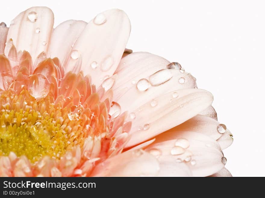 Pink gerber daisy with droplets on petals