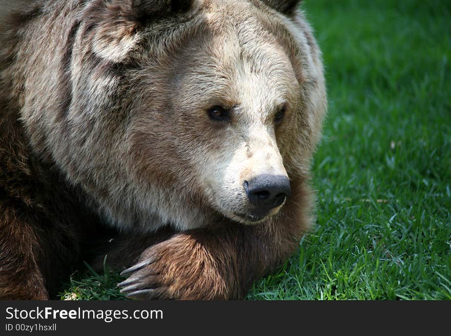 Brown Bear