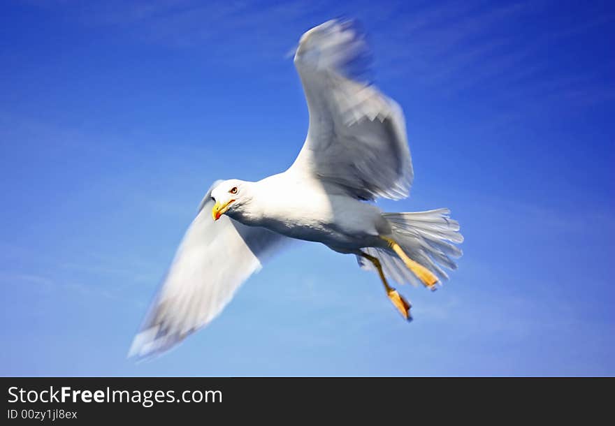 Seagull