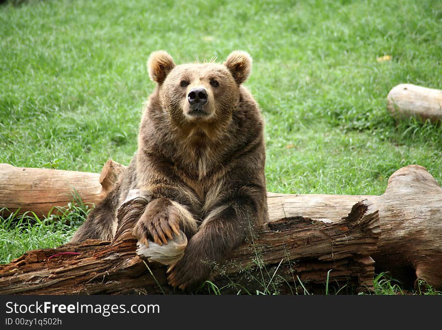 Brown Bear