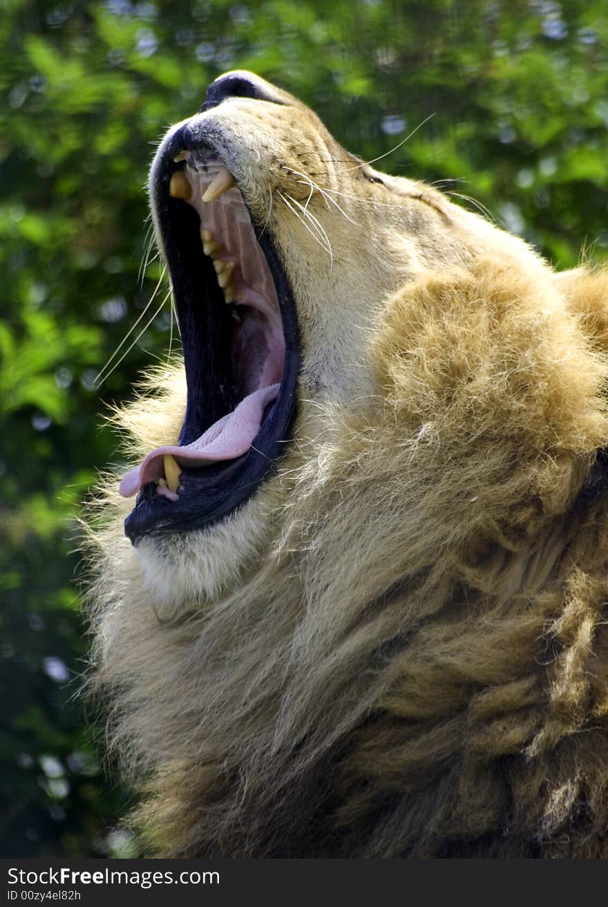 Lion roar