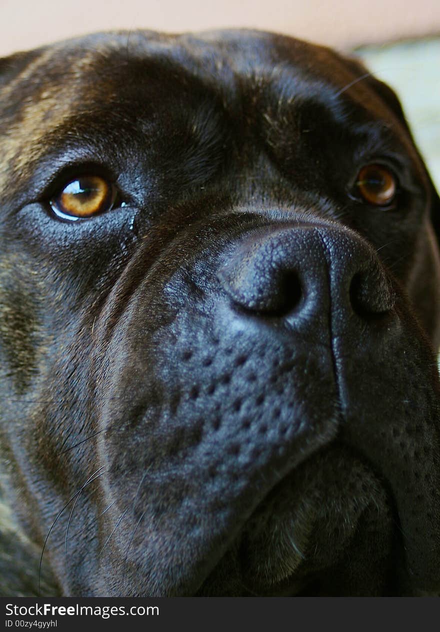 A close-up picture of a bullmastiff. A close-up picture of a bullmastiff.