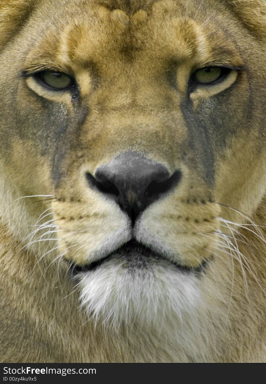 Lion Up Close