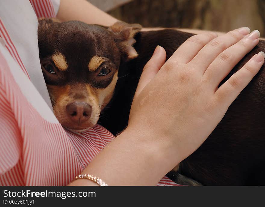 A dog dozes on the hands of girl. A dog dozes on the hands of girl