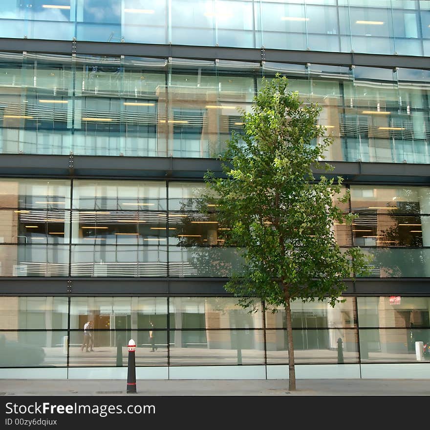 Tree and modern office building. Tree and modern office building