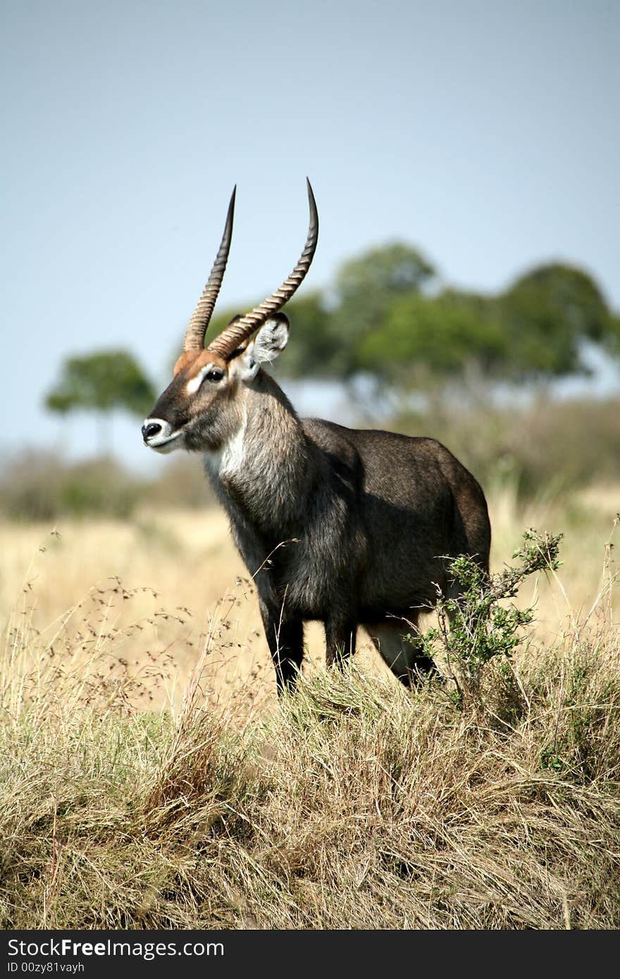 Waterbuck standing on a grass hill in the Masa Mara Reserve (Kenya)