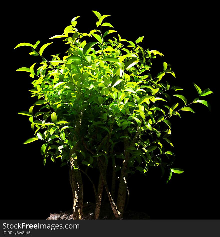 Fine image 3d of little green plant on black background