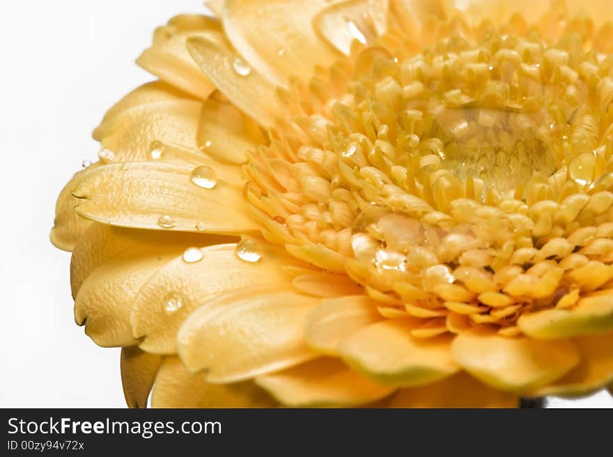 Gerber daisy with droplets