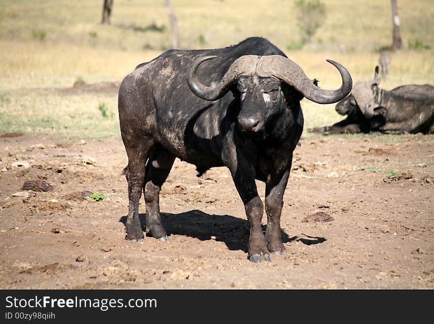 Buffalo in the Masai Mara Reserve (Kenya). Buffalo in the Masai Mara Reserve (Kenya)