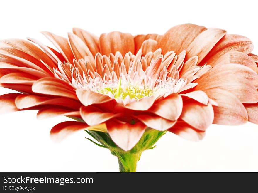 Gerber daisy isolated on white background