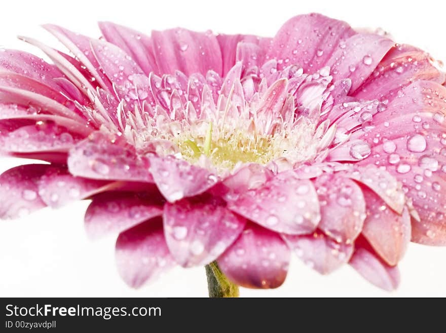 Pink gerber daisy with droplets on petals