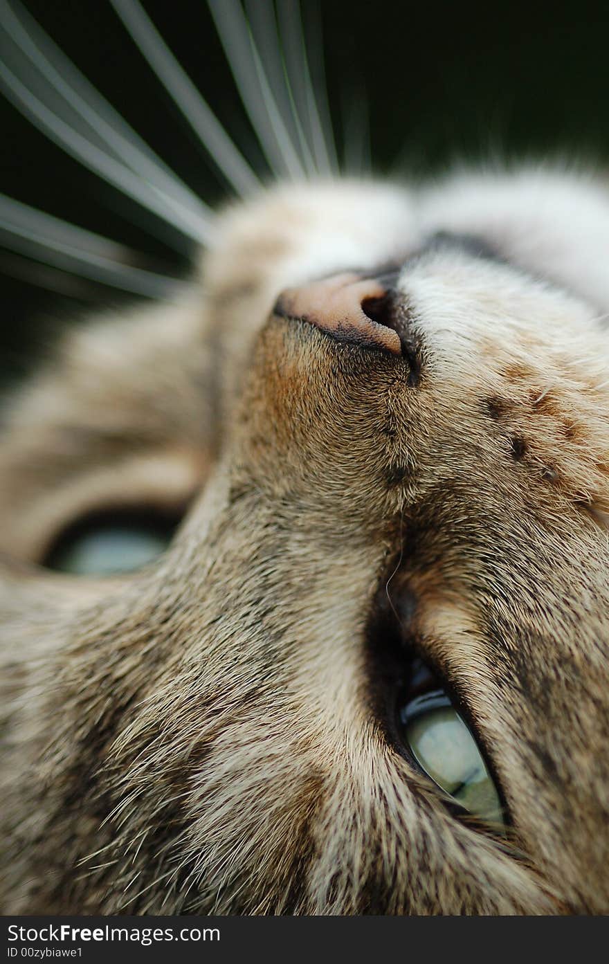 A panther cat staring somewhere. A panther cat staring somewhere.