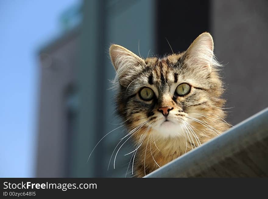 Curiouse cat looking from roofing