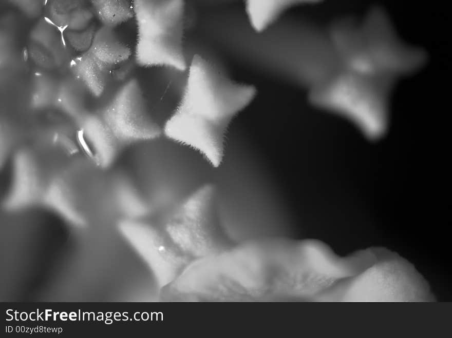 A close up observation of the petals through macro lens, showing the details of natural flower. A close up observation of the petals through macro lens, showing the details of natural flower