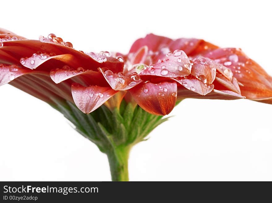 Red gerber daisy with droplets on petals