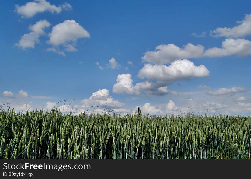 Wheat green field and sky