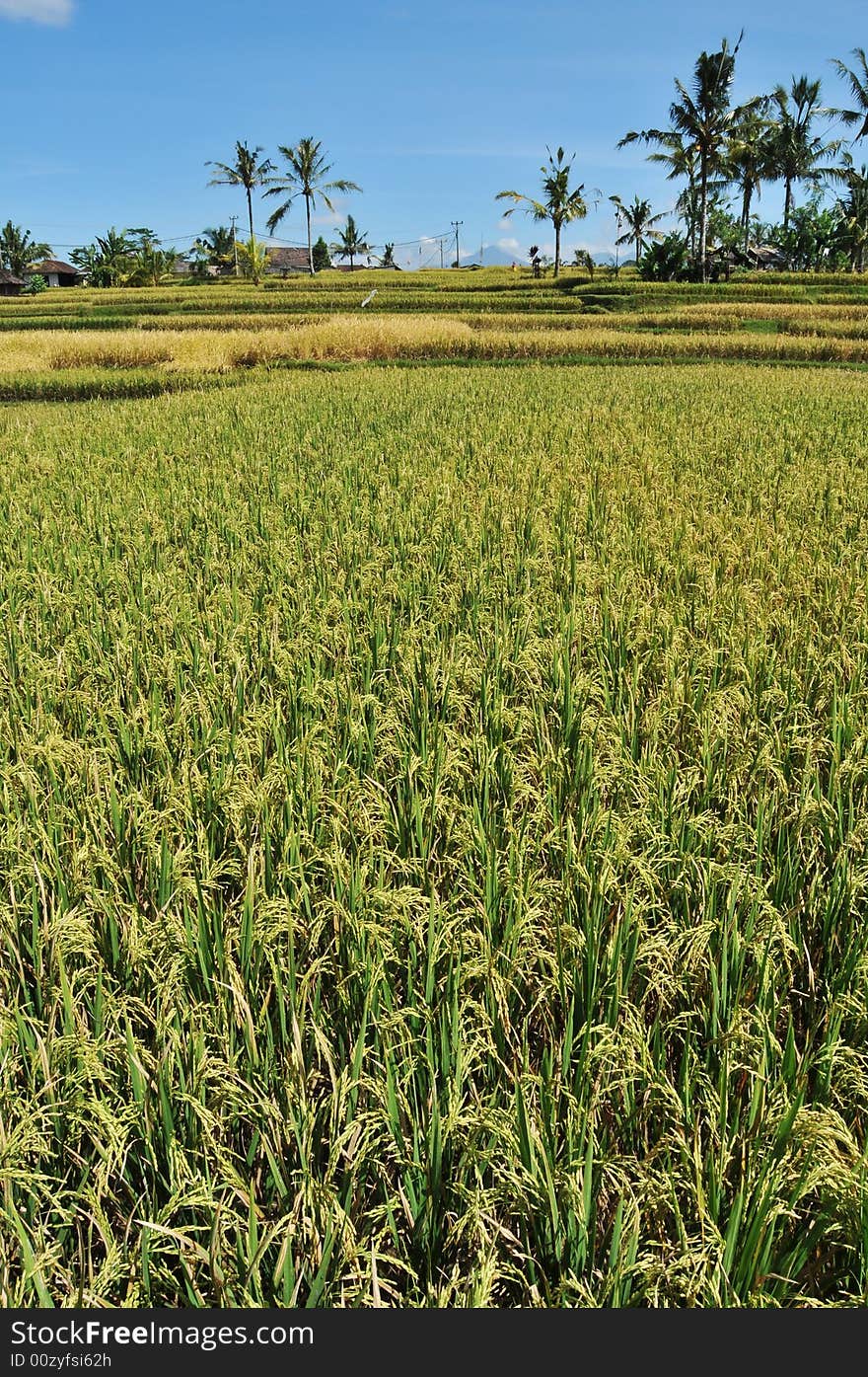 Rice Paddy Field