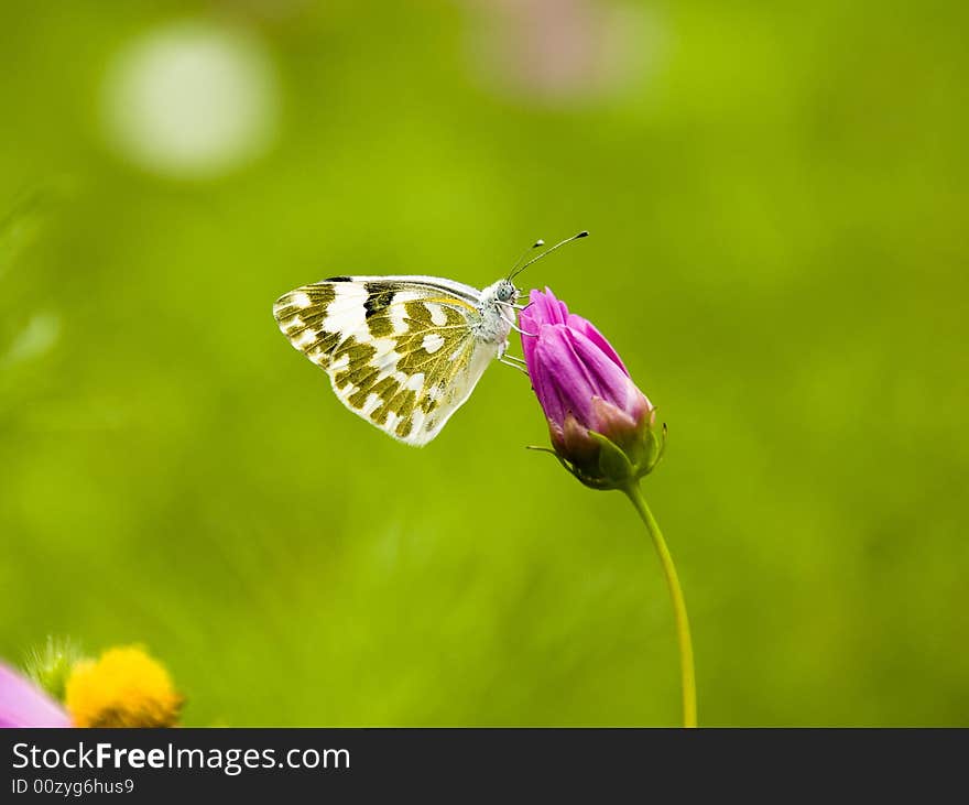 Beautiful Butterfly