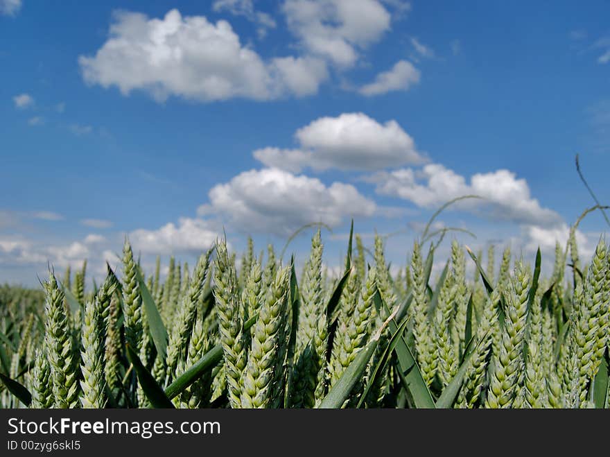 Wheat green field and sky