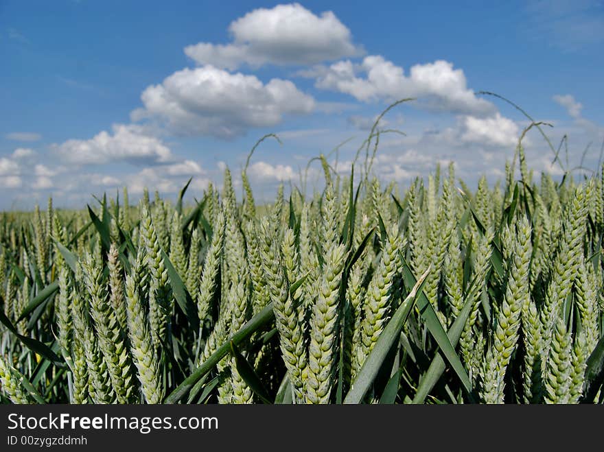 Wheat green field and sky