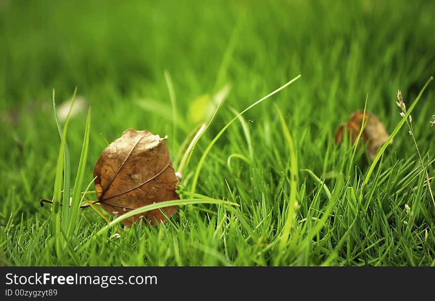 Beautiful grass