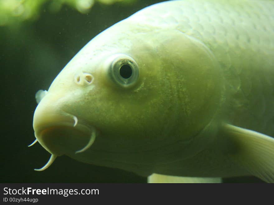 Head of a green fish with mustache