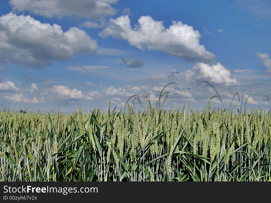 Wheat Green Field And Sky