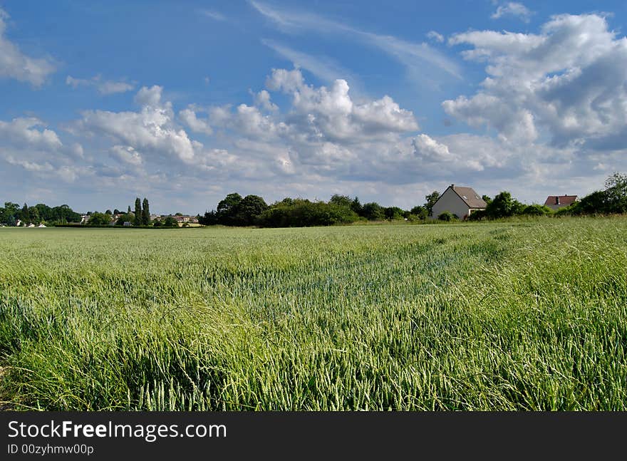 Wheat field,  village  and sky