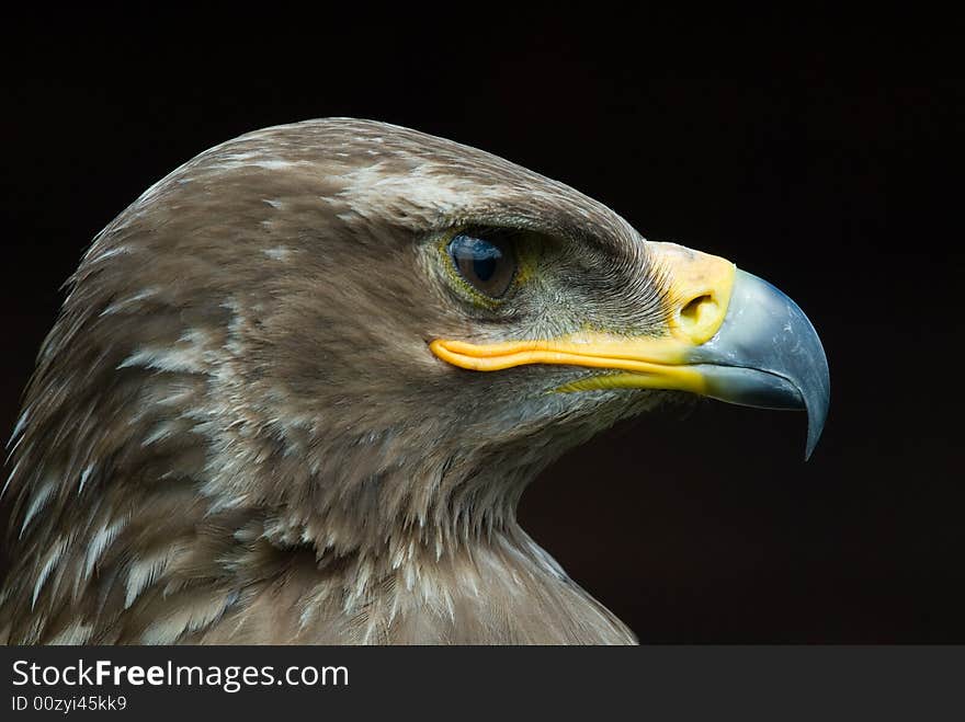 Close-up of a steppe eagle (Aquila nipalensis)