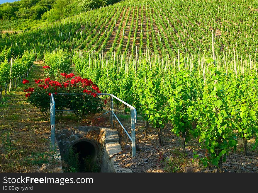 Vineyards along the mosel river in germany