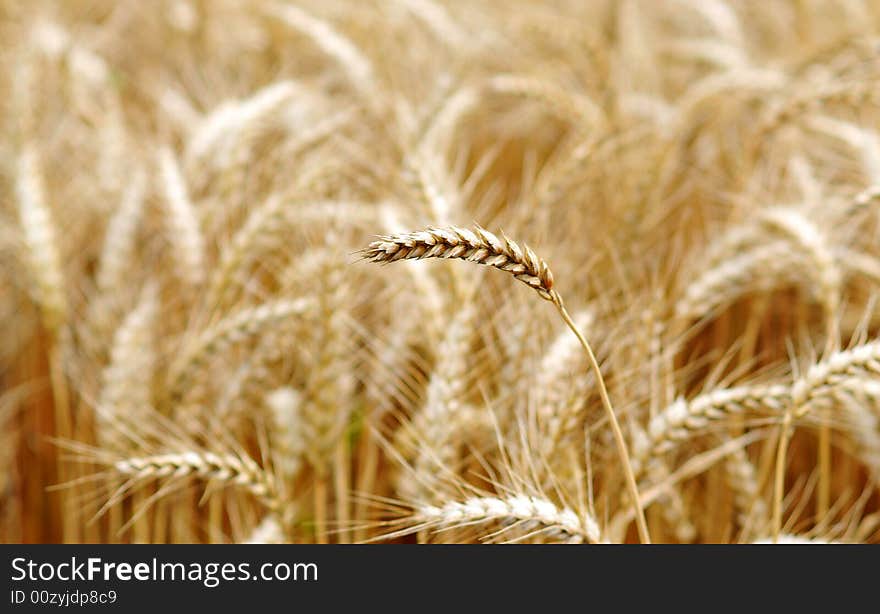 Grain field in late summer time. Grain field in late summer time