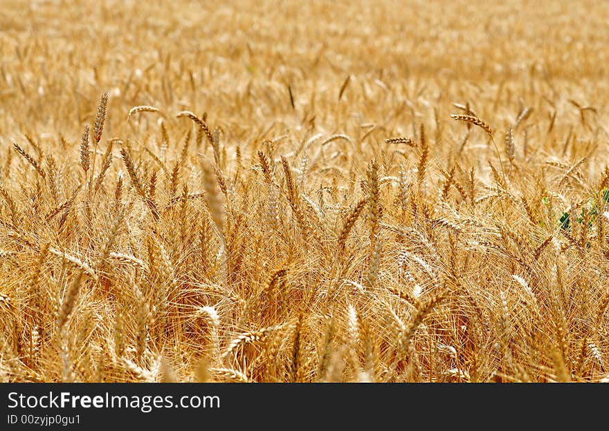 Grain field in late summer time. Grain field in late summer time