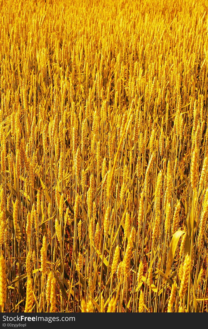 Wheat Field Background