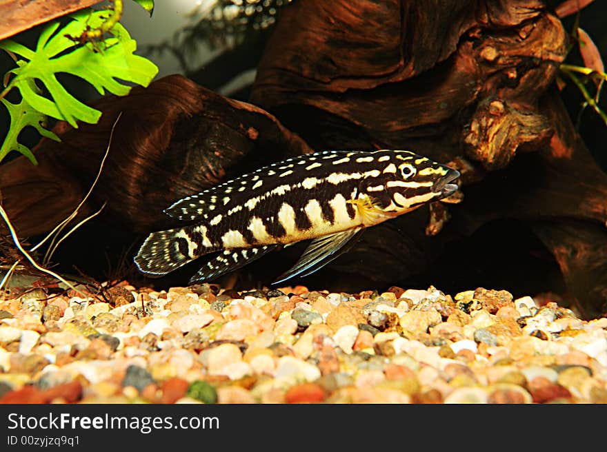 Julidochromis Marlieri,aquarium fish from lake Malawi