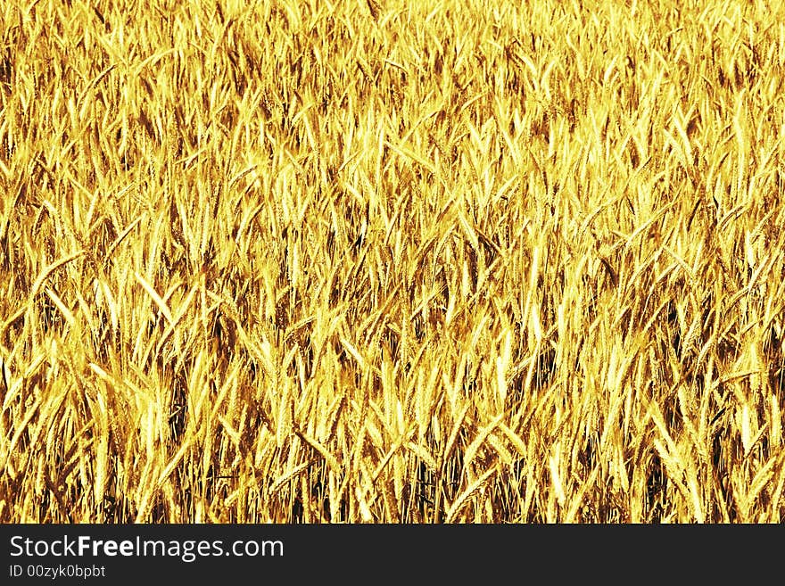 Wheat background (ears in yellow)