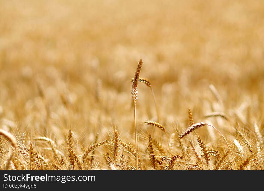 Grain field in late summer time. Grain field in late summer time