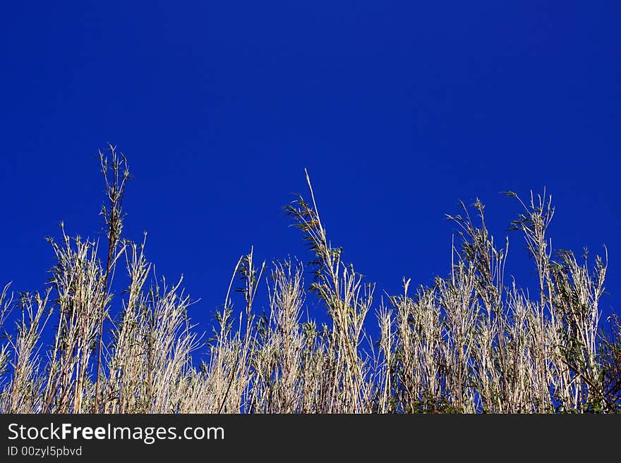 Blue summer sky frame and wild fields. Blue summer sky frame and wild fields