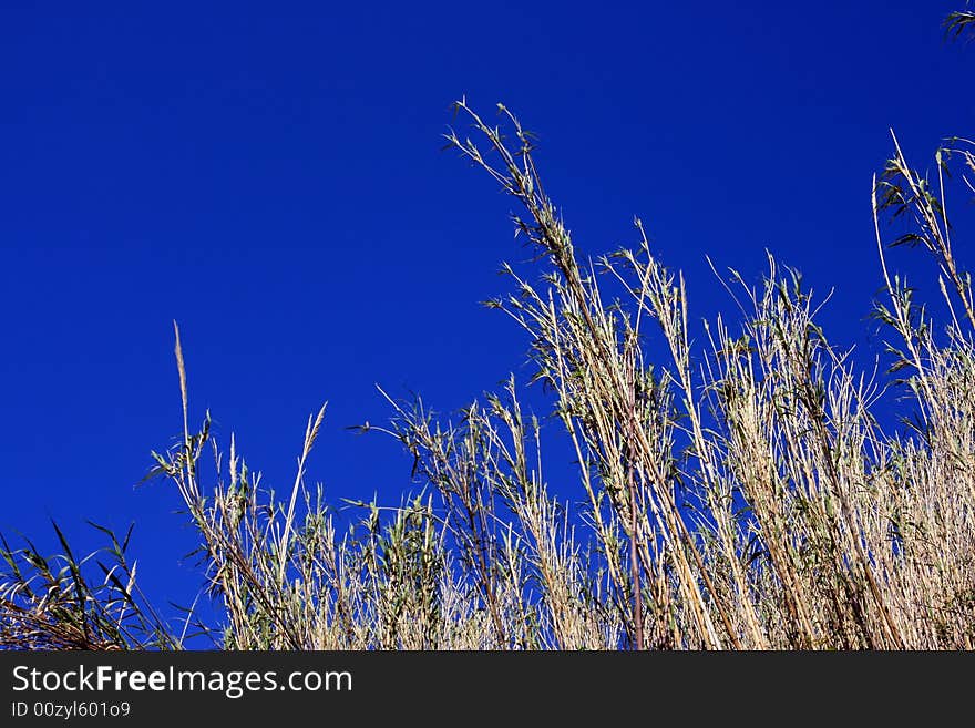 Blue Sky & Wild Fields Frame