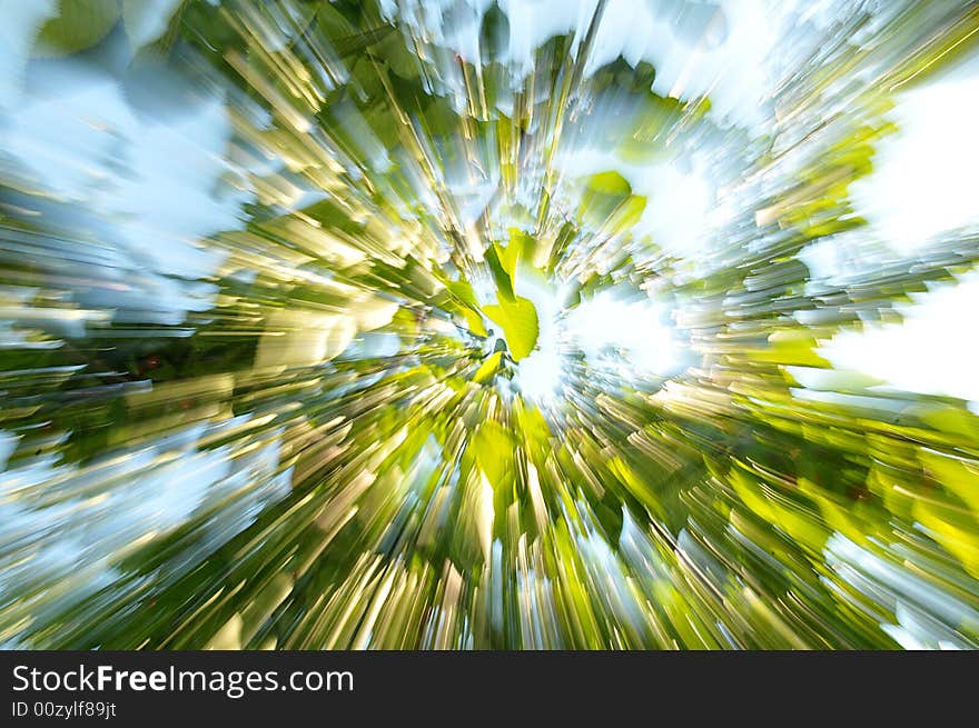 Beautiful sunny tree on blue background