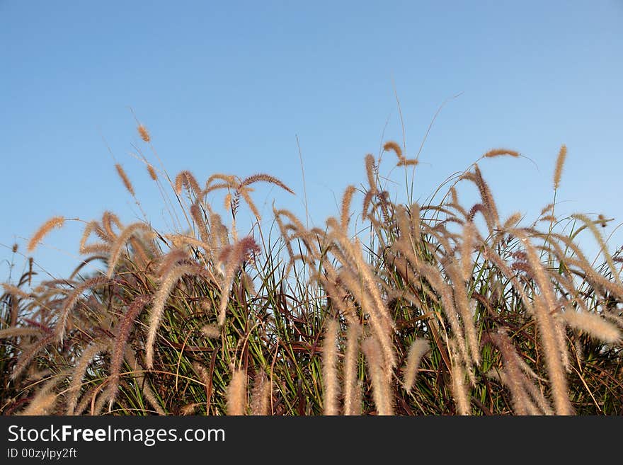 Blooming grass on the background of the blue sky