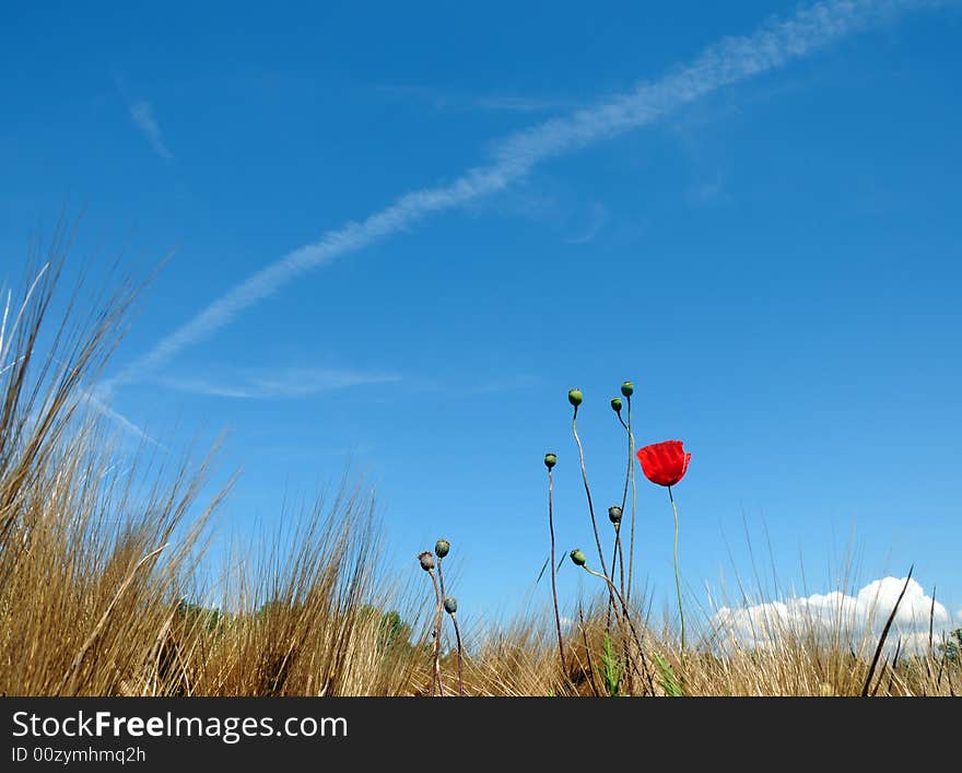 Lonely red poppy