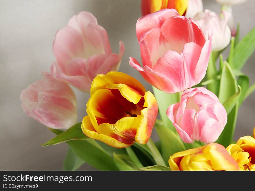 This is high quality image of tulips made by Canon 40D. You can use it like a card (postcard) or anyhow you want.