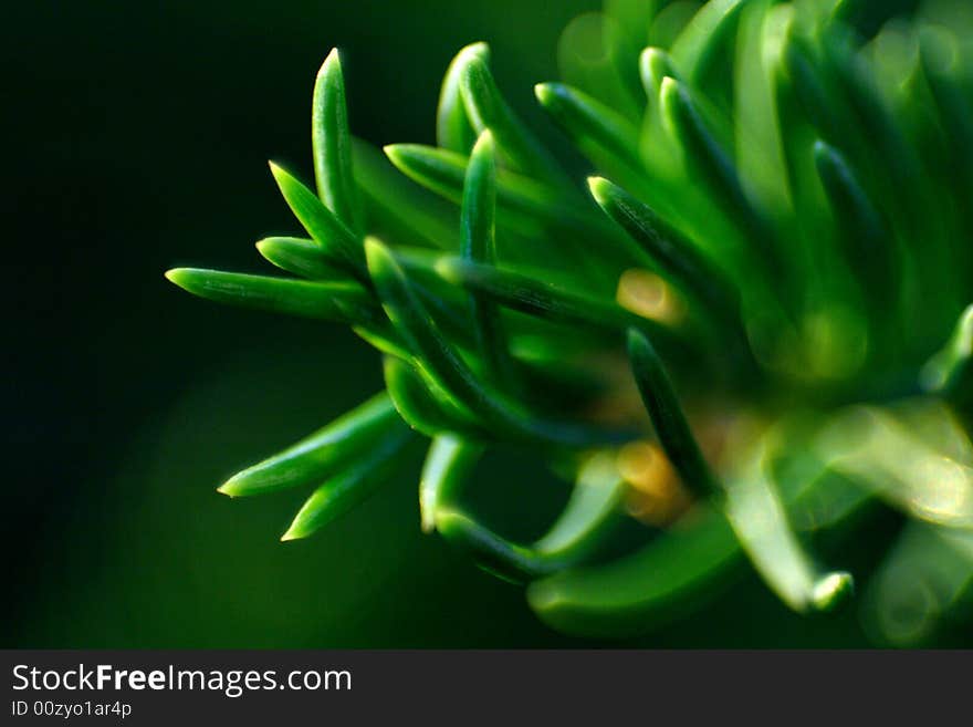 Pine Needles Detail